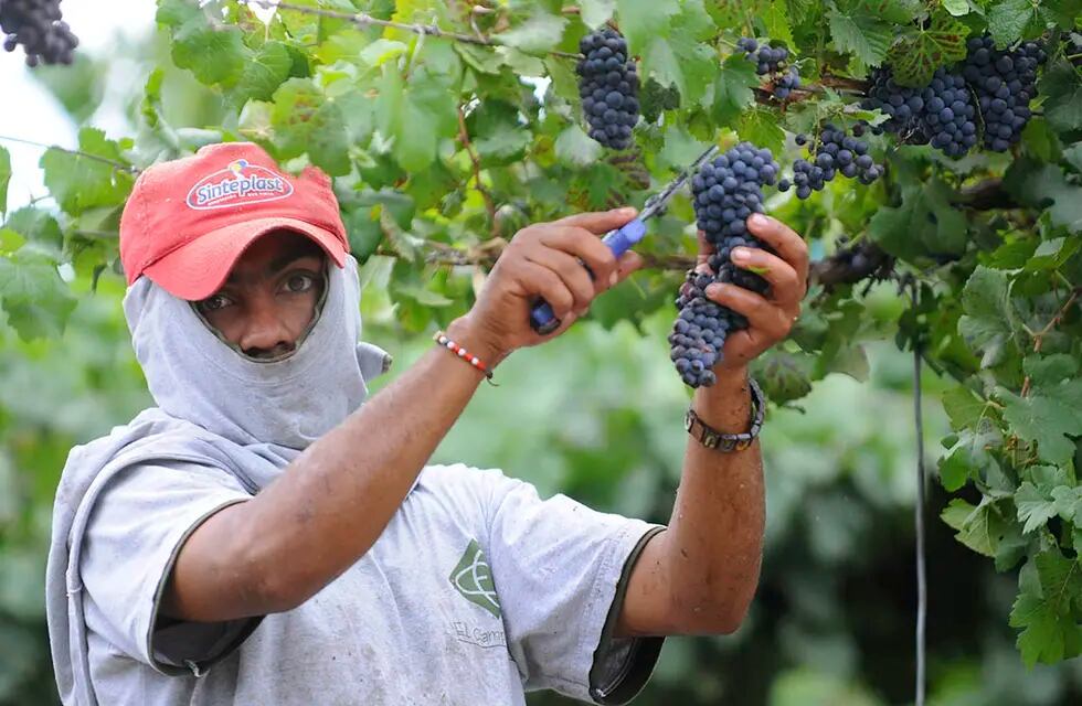 El pasado 18 de agosto celebró en todo el mundo el Día del Pinot Noir, la más elegante de las tintas. Foto: Los Andes