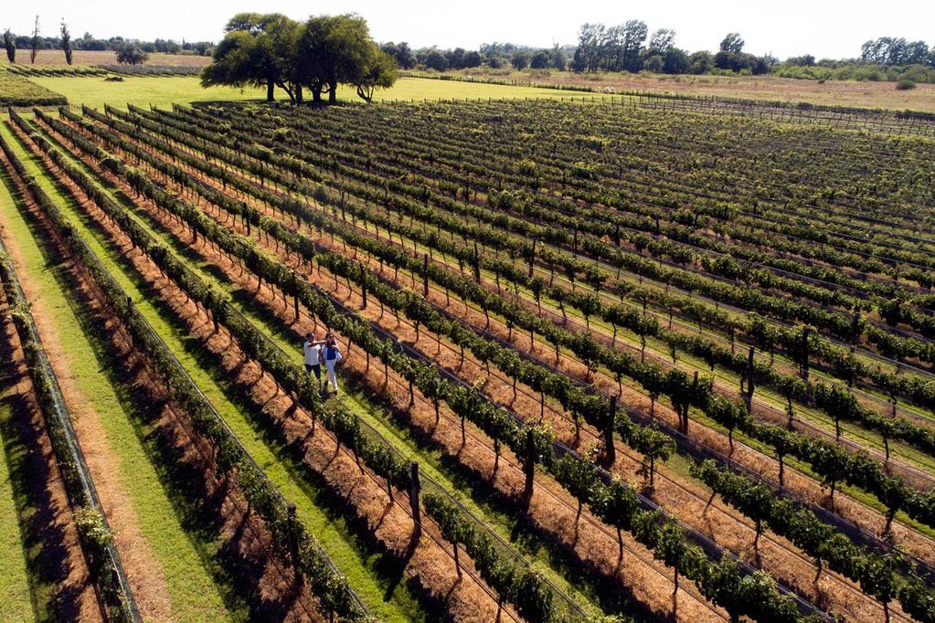 Argentina está en el top ten de los principales países productores de uva. -Archivo