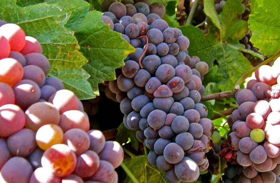 El 17 de mayo se celebra el Día del Pinot Grigio en todo el mundo. - Imagen web