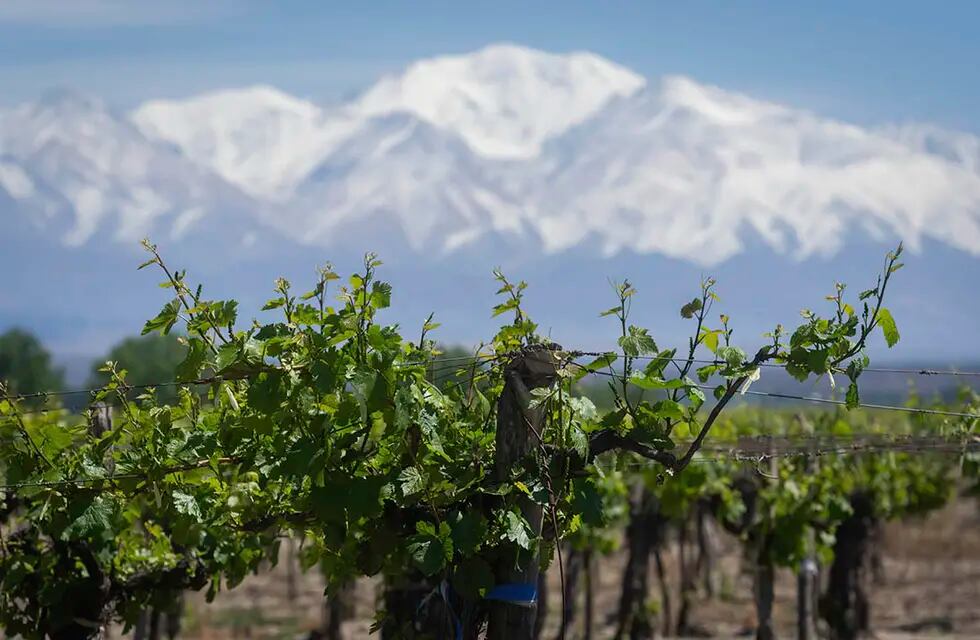 Cantidad de viñedos en Mendoza y el país.