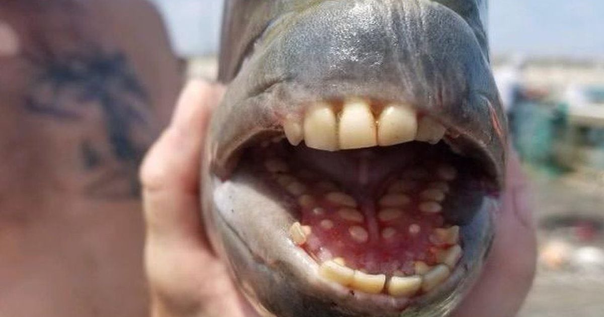 ¡Increíble! Capturan pez con “dientes humanos” 