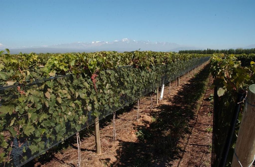Viñedos para hacer vinos orgánicos y sustentables.
