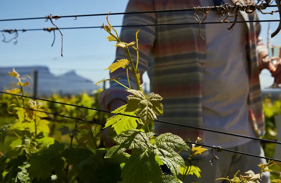 Seis métodos para proteger el viñedo y colaborar con el medio ambiente.