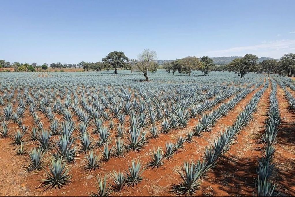 La planta de agave es el recurso con el que se produce el tequila. 