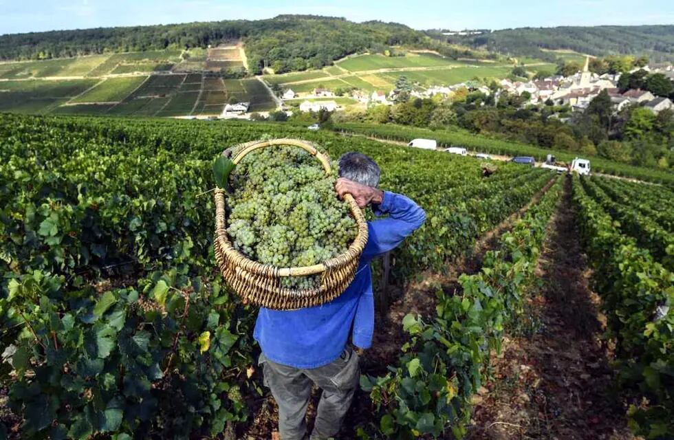 Italia está en un crecimiento constante en el mercado vitivinícola de vinos de alta gama.