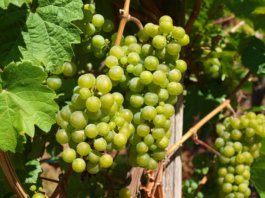 La uva blanca aporta importantes beneficios a nuestra salud. 