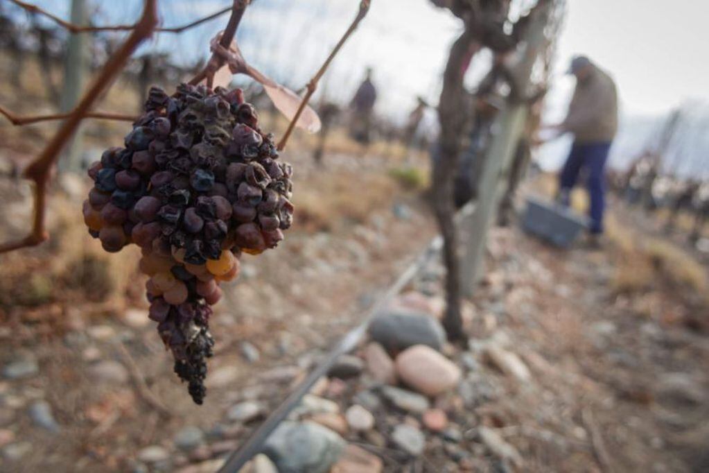 Los vinos que naces desde las uvas infectadas. (Foto: Ignacio Blanco)