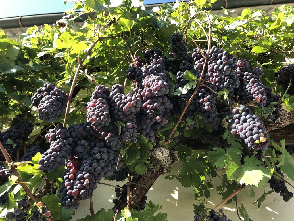Estos son las racimos de uva que da la vid.