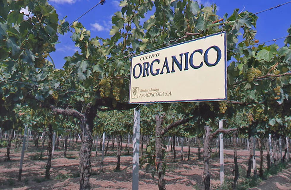 Más de 300 hectáreas de sus viñedos cuentan con certificación orgánica - Gentileza