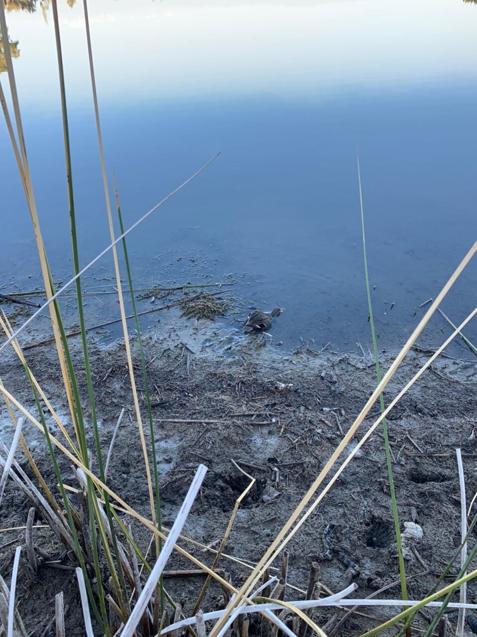 Un ave moribunda a orillas de La Laguna El Viborón./ Gentileza de Fundación Cullunche.