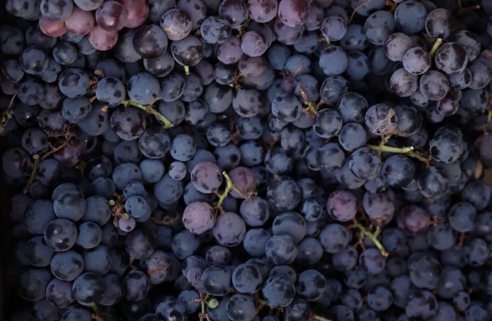 Los antocianos, conocidos ocasionalmente como antocianinas, son los pigmentos rojos de la uva,