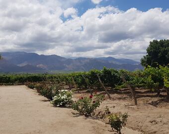 En noviembre llega Coprovi 2023, el gran evento de los vinos de altura del NOA