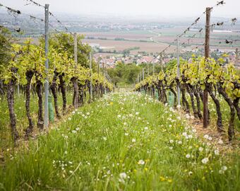 Vino biodinámico: una filosofía de vida que conjuga sostenibilidad, trabajo y ciencia.