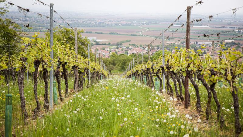 Qué son los vinos biodinámicos y qué aspecto clave los diferencia de los tradicionales