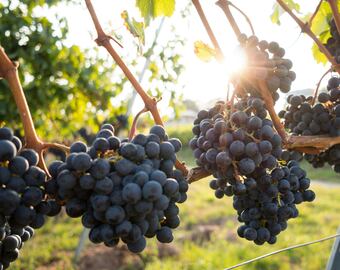 Cuáles son los minerales claves para un buen vino de calidad.