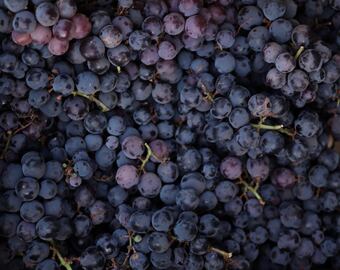 Los antocianos, conocidos ocasionalmente como antocianinas, son los pigmentos rojos de la uva,