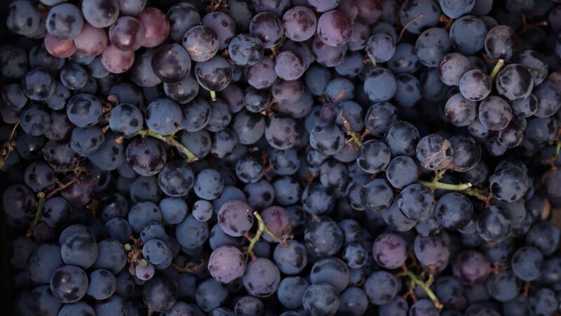 ¿Qué son los antocianos de la uva y que le aportan al vino?