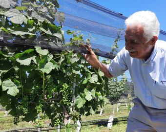 Aldo Aldo Biondolillo en el viñedo clonal.