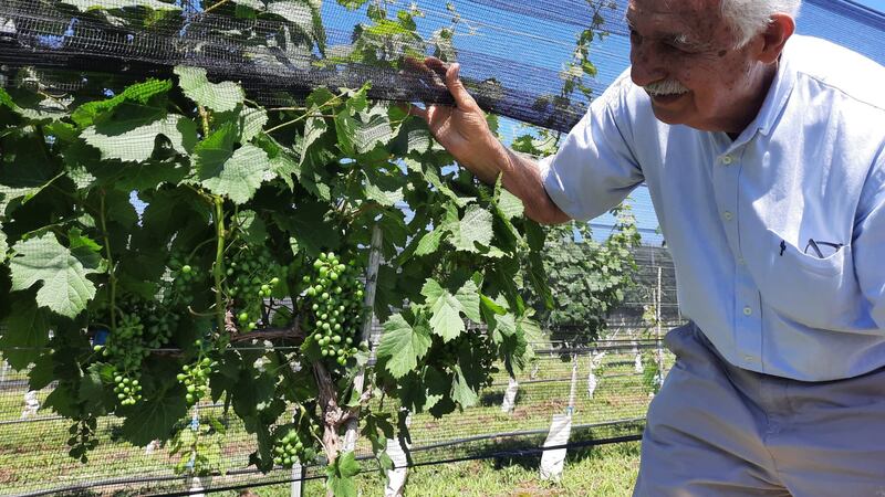 El Malbec como un mapa a seguir descifrando