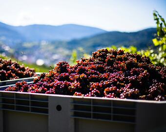 Qué es la microvinificación y sus productos en el vino.