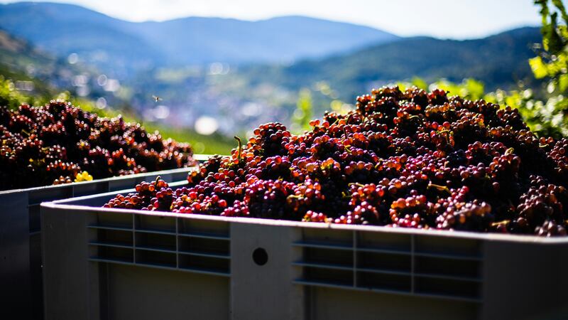 Cuatro claves para entender qué es la microvinificación