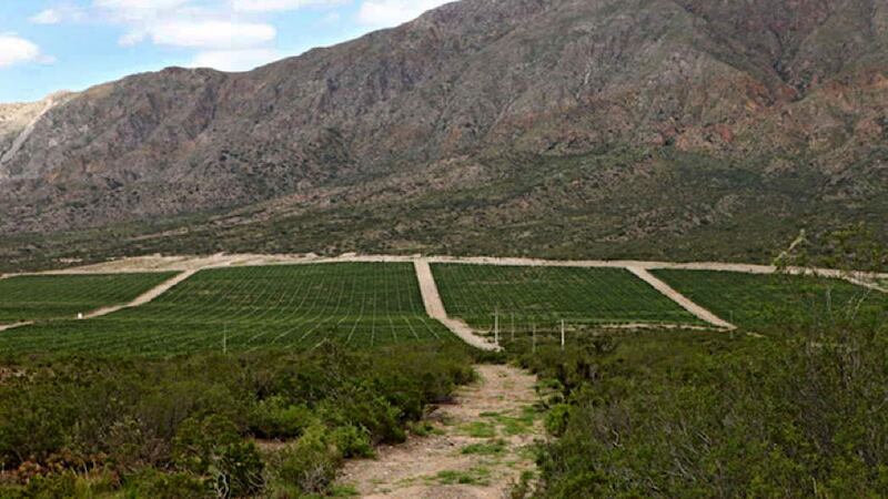 San Juan tiene una nueva Indicación Geográfica de vino argentino