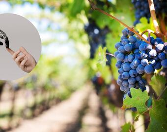 Inteligencia artificial en viñedos, cómo se implementa para evitar la falsificación.