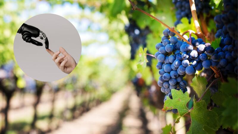Desarrollan una IA que ayuda a combatir la falsificación de vinos de alta gama