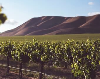 Viñedos al pie de la montaña.
