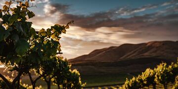 Decanter seleccionó 5 vinos argentinos, ¿cuáles fueron?