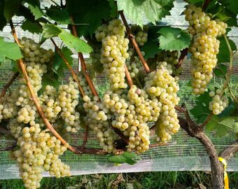 La uva que podría salvar al vino del cambio climático.