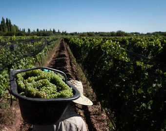 La mejores bodegas de Argentinas fueron definidas por la inteligencia artificifial. - Foto: Ignacio Blanco / Los Andes