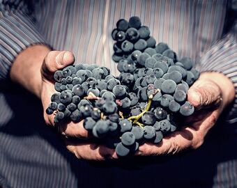 Esta variedad está revolucionando la viticultura.