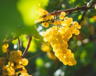 La variedad Chardonnay es la tercera en superficie en el país.
