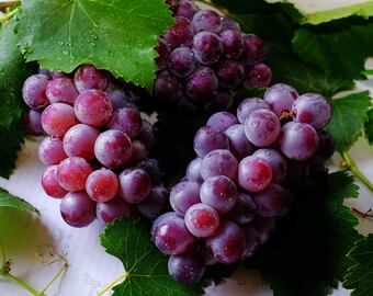 Maceración del vino, cómo es la técnica.