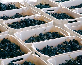 Vendimia en Bodega del Fin del Mundo, Neuquén.