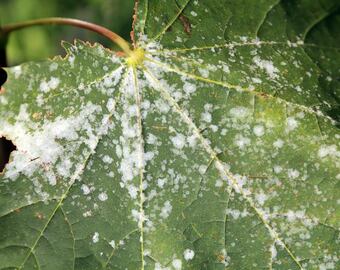 Así afecta el hongo mildiu la hoja de la vid.