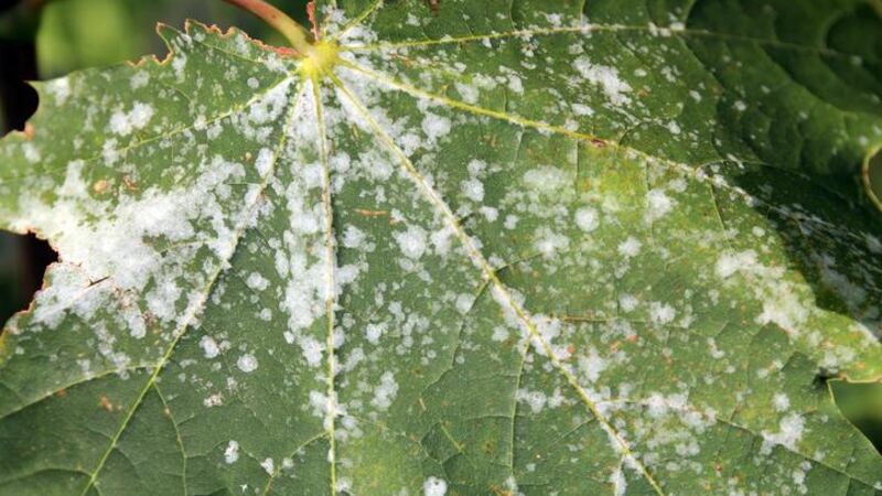 Qué es el mildiu y por qué amenaza la cosecha de uva en Burdeos