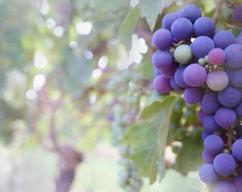 Cómo es un vino natural y qué lo diferencia de uno orgánico.