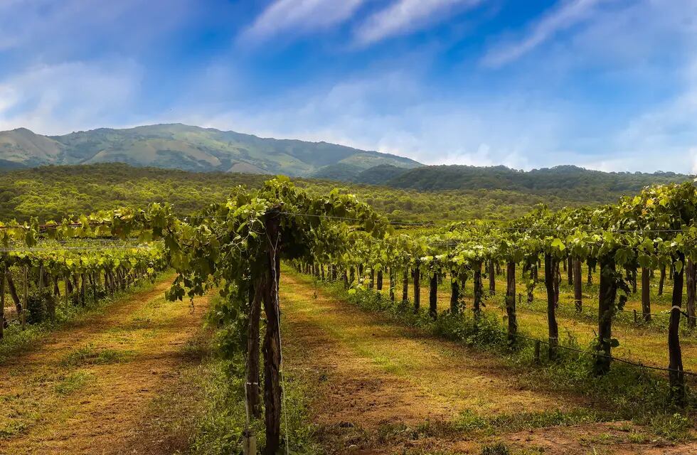 El suelo desempeña un papel fundamental en la calidad del vino.