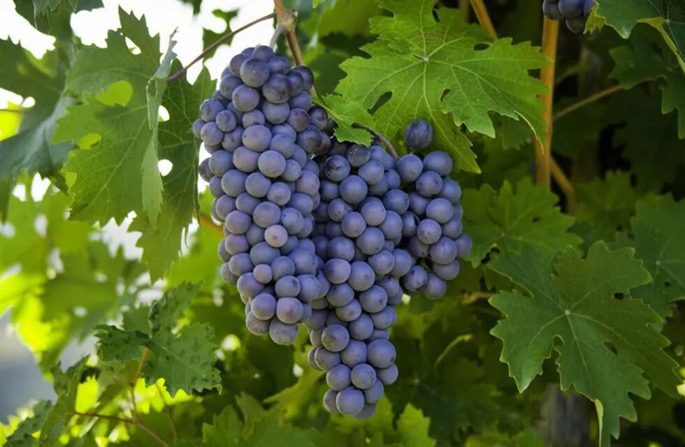 El Pinot Noir es una cepa que está presente en casi todas las regiones vitivinícolas del mundo. - Imagen web