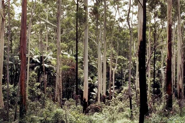 Bosque de Victoria, Australia