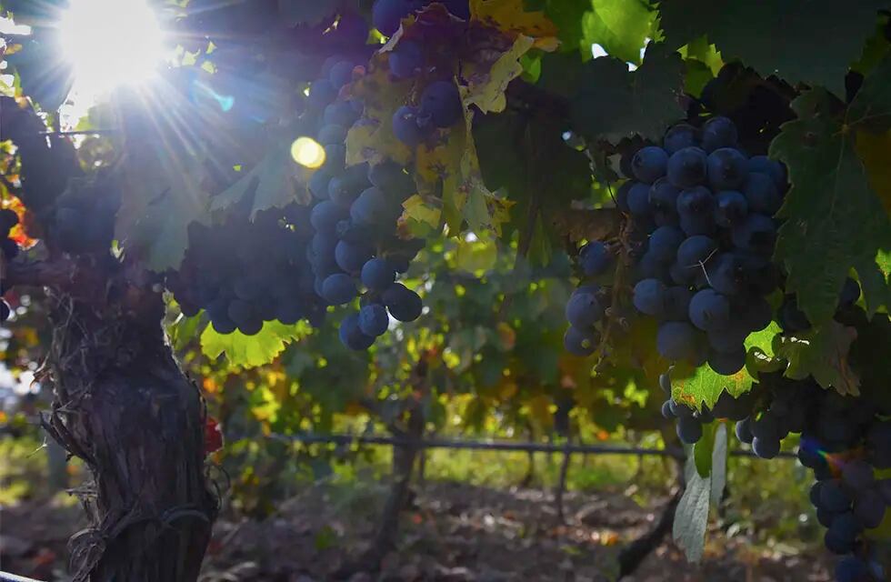 La prestigiosa Decanter eligió 18 vinos Malbec de Argentina. - Claudio Gutiérrez / Los Andes