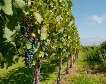 Ultrasonido para hacer mejores vinos y disminuir el impacto ambiental