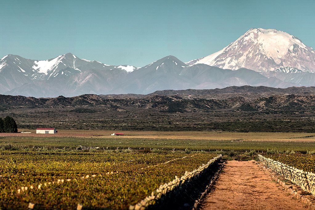 El viñedo tiene más de 230 hectáreas y es el más grande del país. - Gentileza
