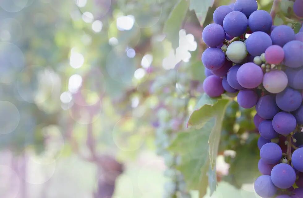 Cómo es un vino natural y qué lo diferencia de uno orgánico.