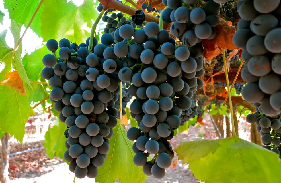 Tinta Cao es ahora una uva para producir vinos finos en Argentina. -Gentileza.