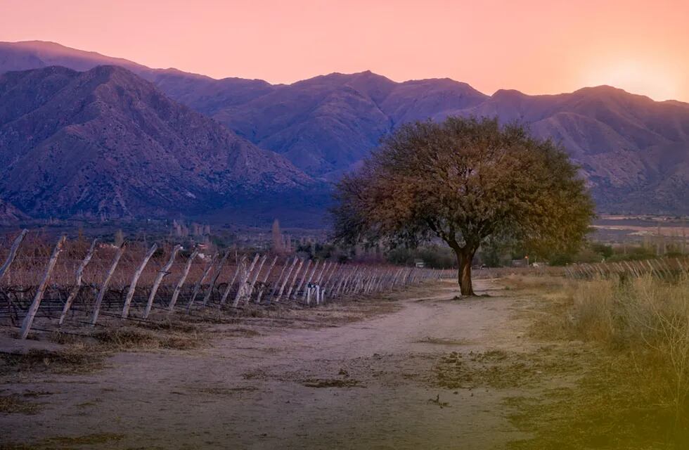 Del Norte al Sur: los viñedos crecen en Argentina. Foto de la finca de bodega Vasija Secreta en Cafayate.