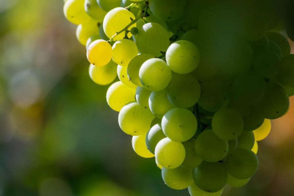 La uva Torrontés es la cepa blanca criolla más extendida. -Gentileza