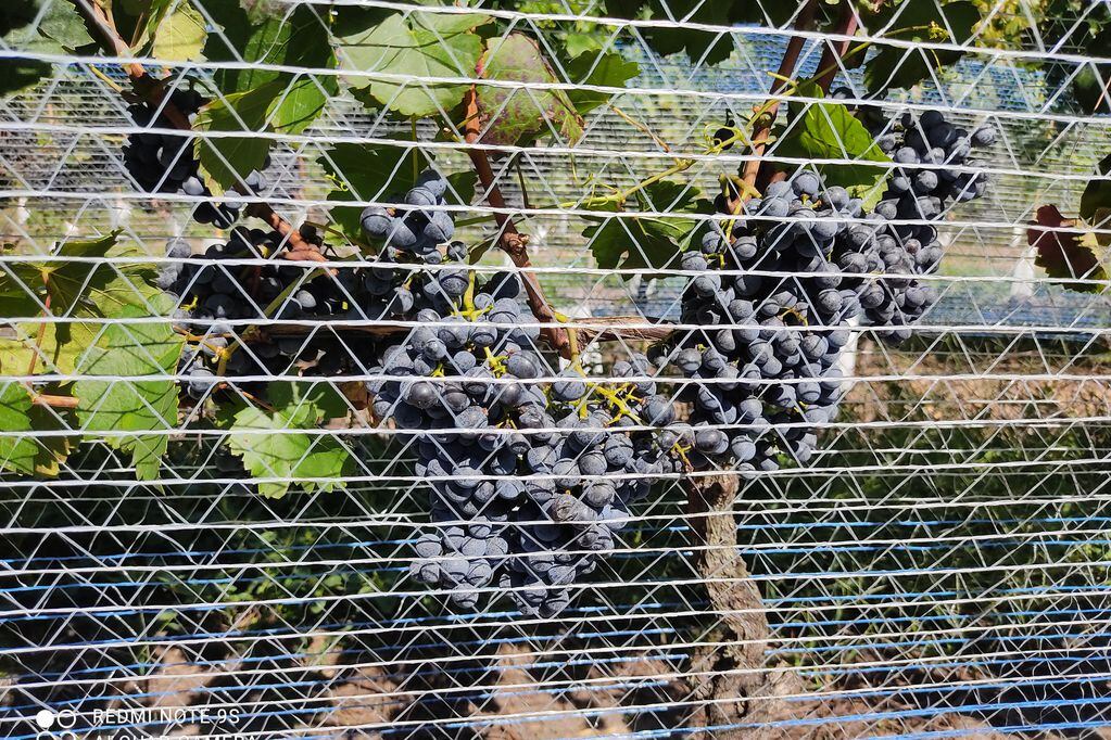 La uva Marselan nació en Francia y ahora está sembrada en varios países incluida Argentina. -Gentileza.